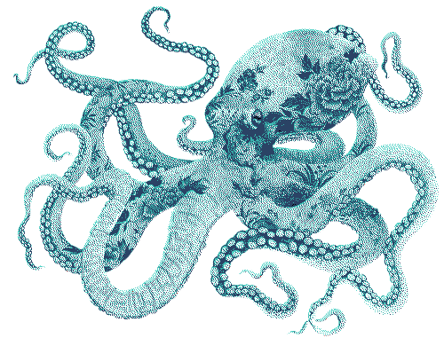 porcelain octopus